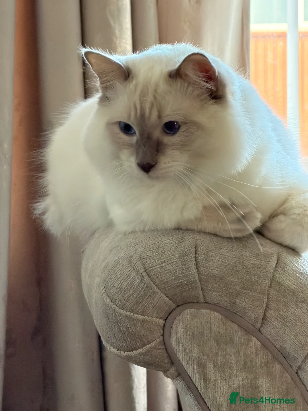Ragdoll cats for stud: Stunning gentle lilac point Gccf reg ragdoll  - Advert 2