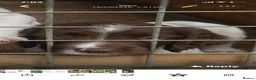 English Springer Spaniel dogs for sale: Springer Spaniel  in Amersham - Advert 5