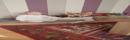 Huskita dogs for sale: For sale Huskita in Grimsby - Advert 1