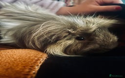 Guinea Pig rodents for sale: Bonded male guinea pigs - Image 6