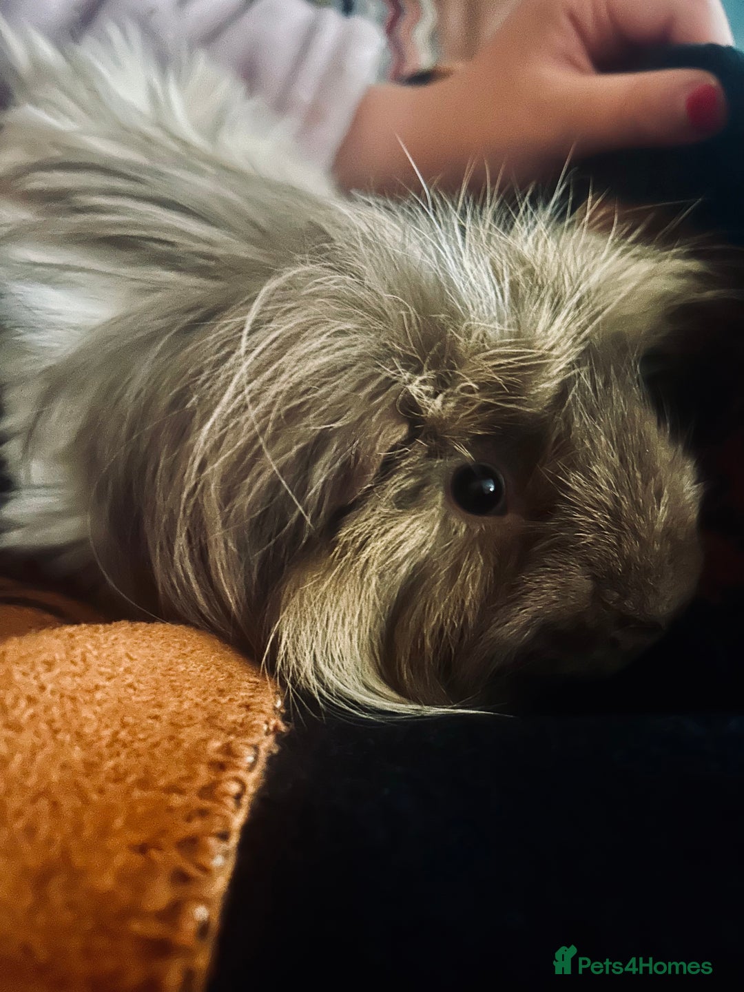 Guinea Pig rodents for sale: Bonded male guinea pigs - Image 6