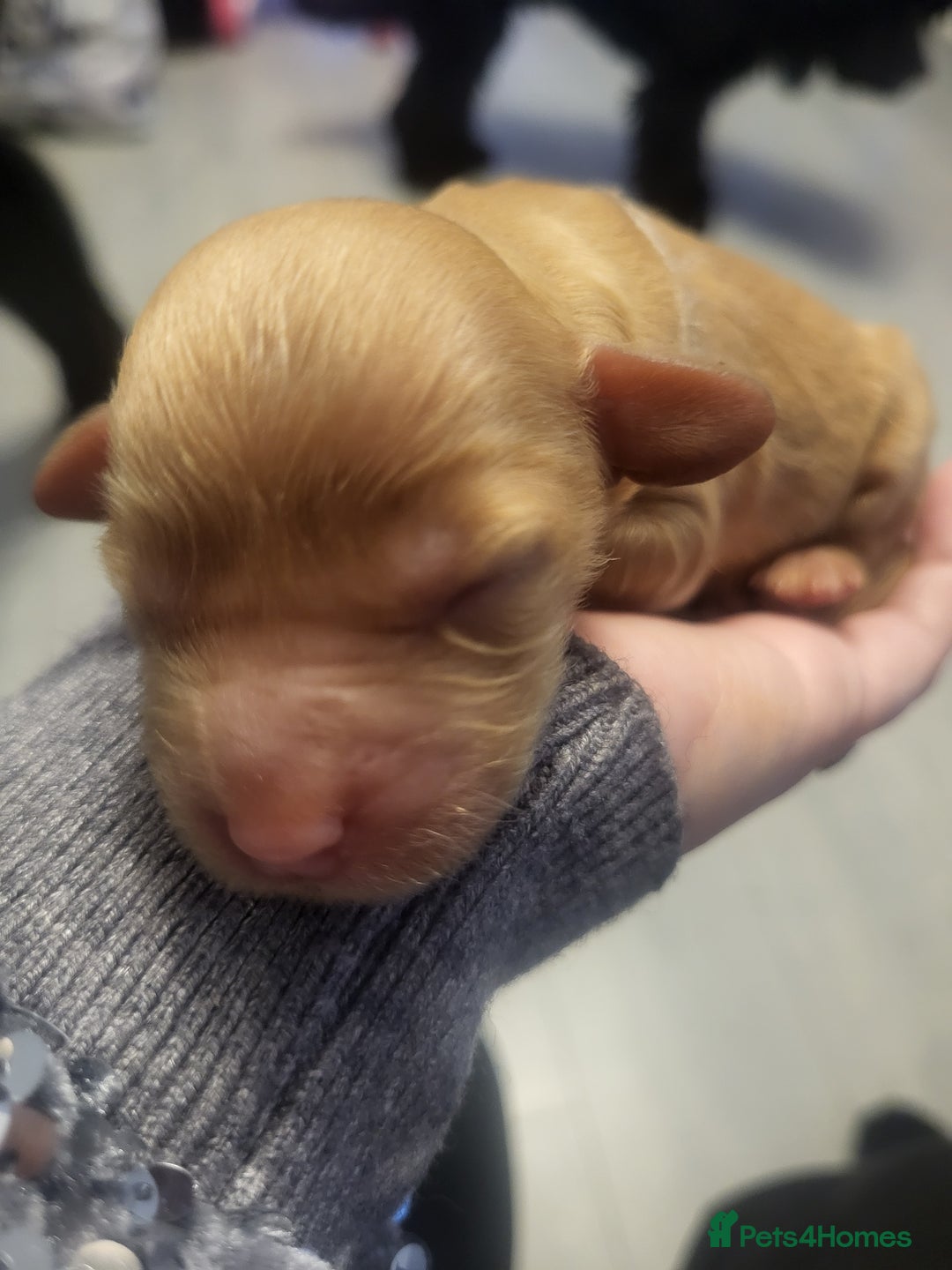 Cocker Spaniel dogs for stud: Show cocker spaniel for stud - Advert 8