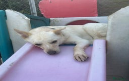 Mixed Breed dogs for adoption: Buddy - Norwich Norfolk  - Image 5