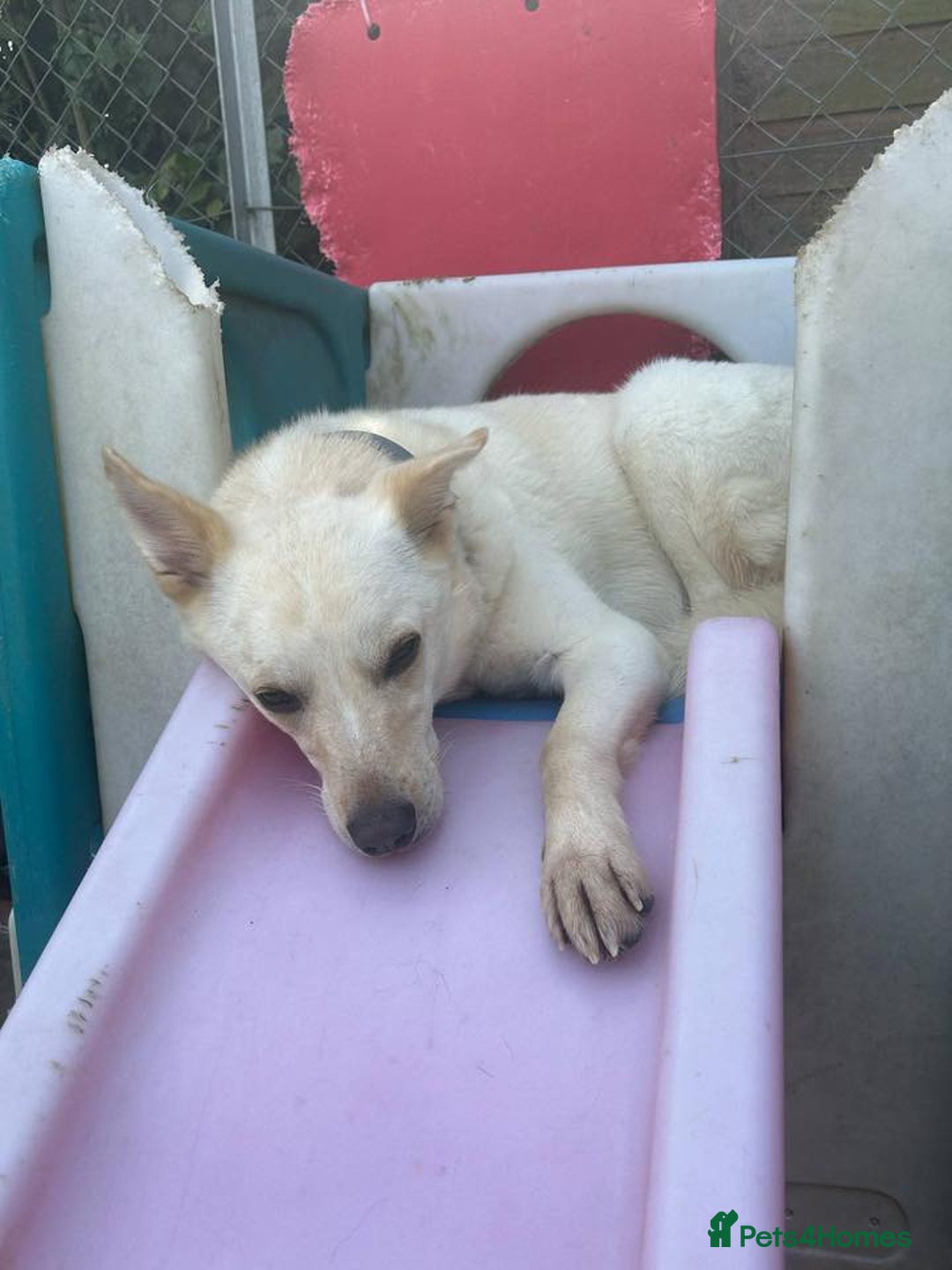 Mixed Breed dogs for adoption: Buddy - Norwich Norfolk  - Image 5