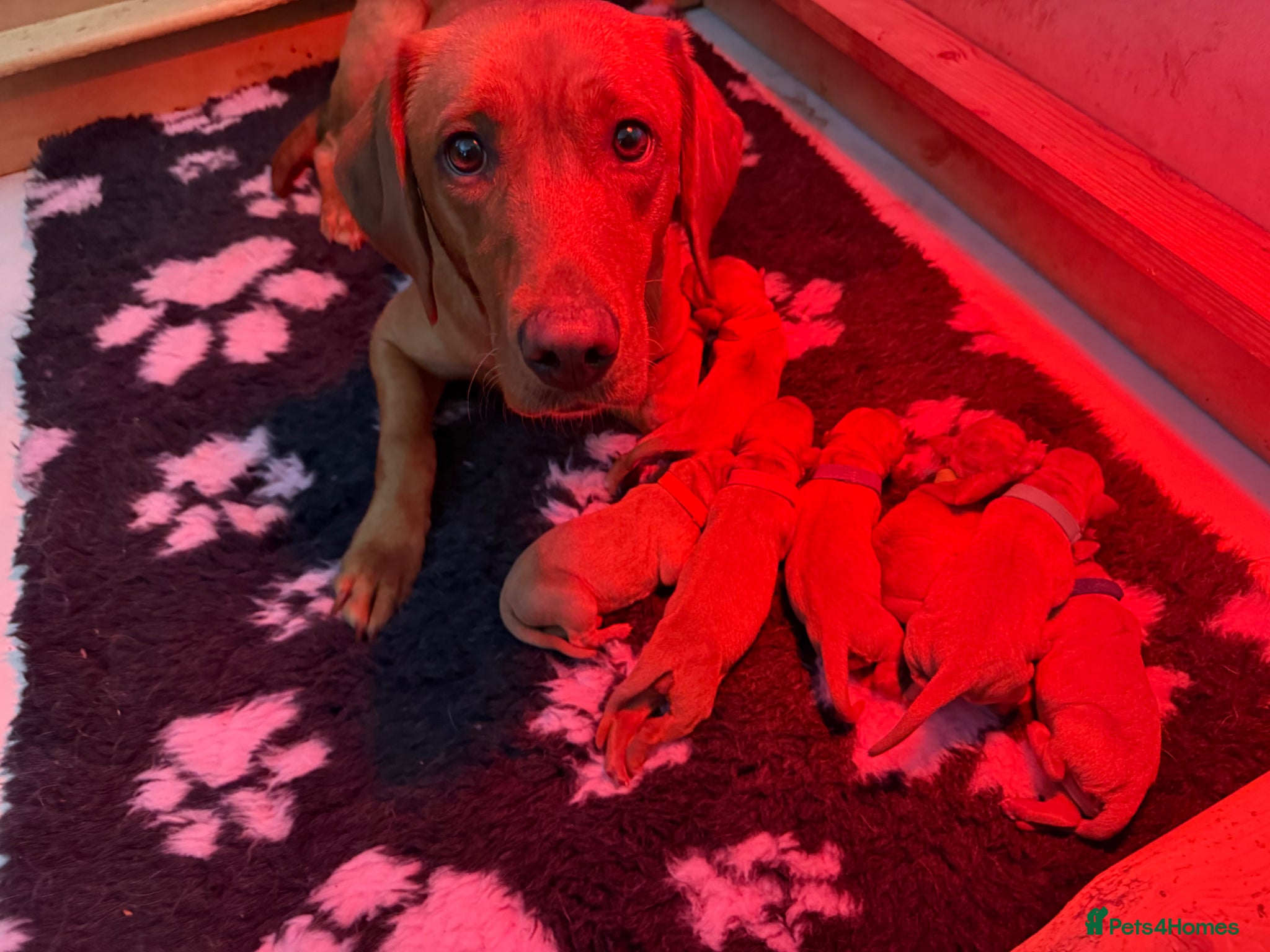 Labrador Retriever dogs Beautiful KC registered Fox Red Lab Puppies - Advert 2