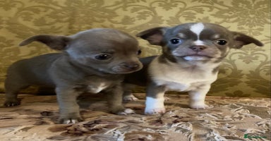Chihuahua dogs - Advert 6