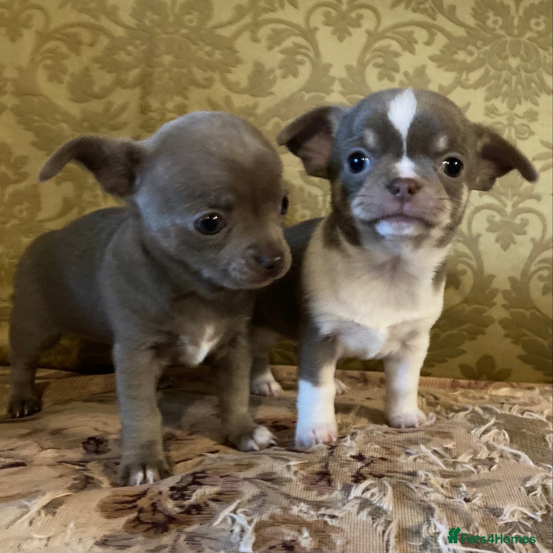 Chihuahua dogs for sale: Chihuahua girls from licensed breeder - Image 2