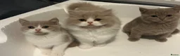 British Shorthair cats for sale: GCCF British’s shorthair & longhair - Advert 5
