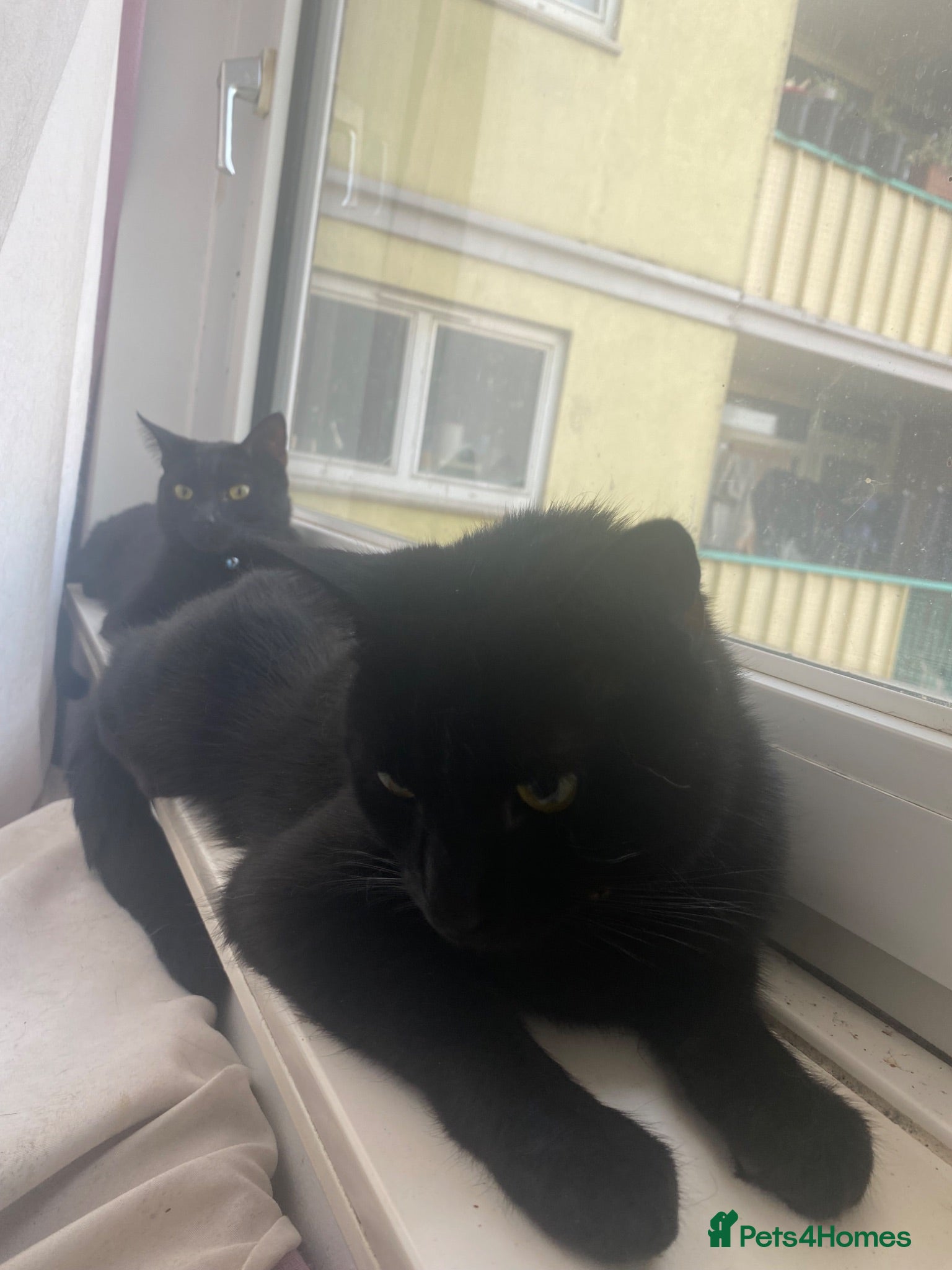 British Shorthair cats 2 male cats for sale - Advert 1