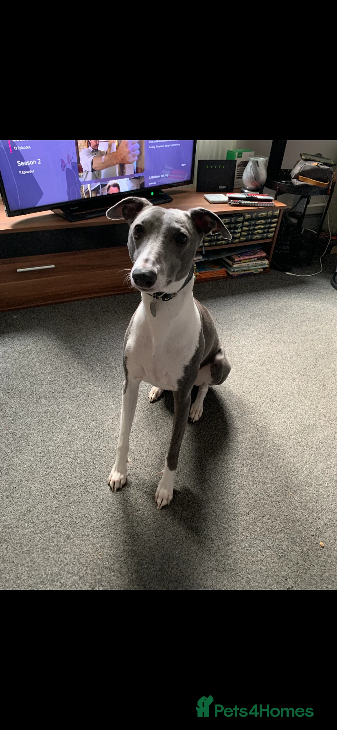 Whippet dogs for stud: Blue whippet for stud in Rochdale - Advert 4