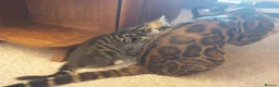 Bengal cats for sale: Beautiful Bengal Cross kittens  in Battle - Advert 9
