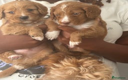 Cockapoo dogs for sale: 2 Beautiful Boy Cockapoo Puppies Left!! - Image 11