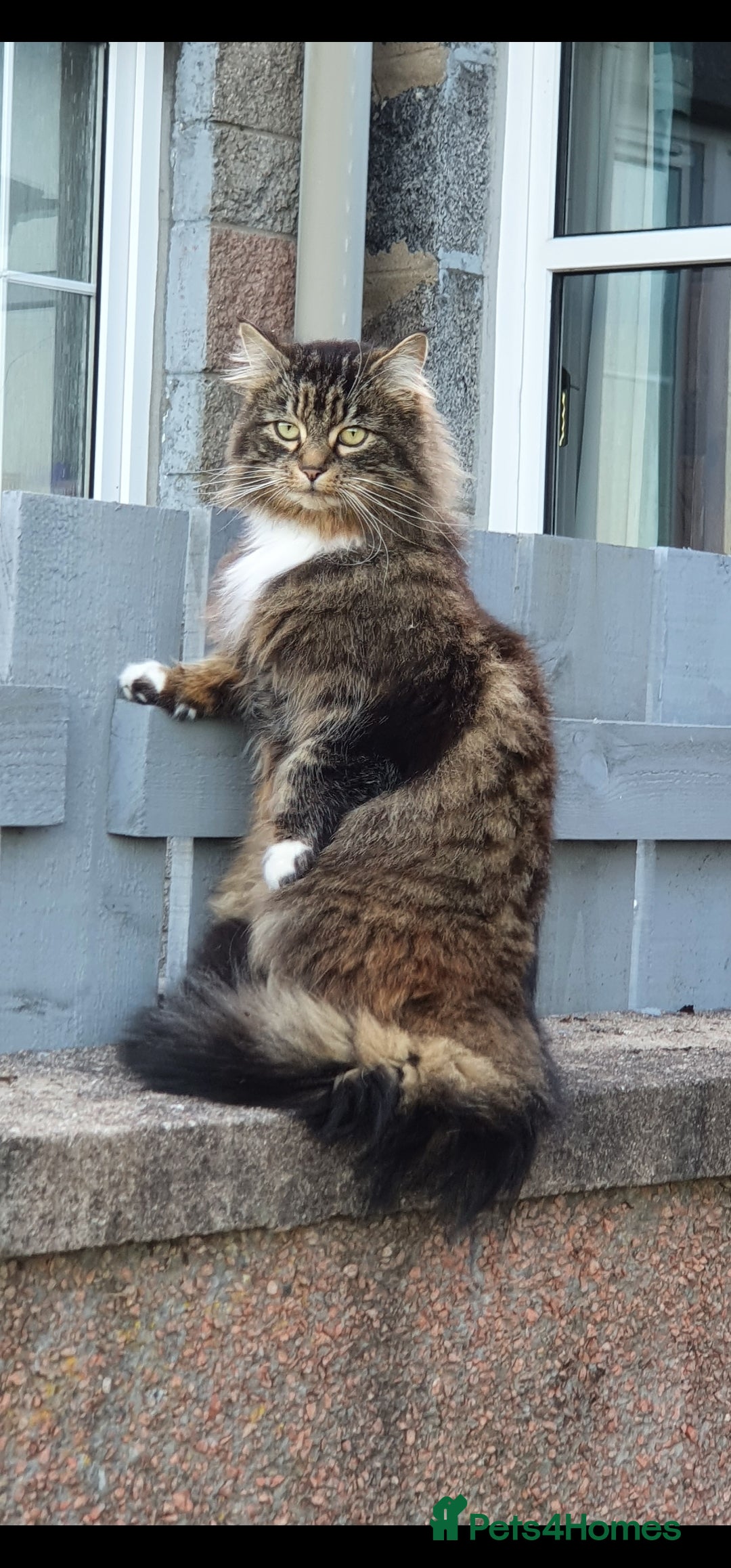 Norwegian Forest Cat cats NORWEGIAN FOREST CAT in Aberdeen - Advert 4