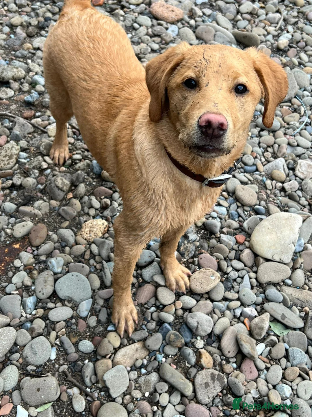 Labrador Retriever dogs for sale: KC Labrador Puppies from top line - Advert 6