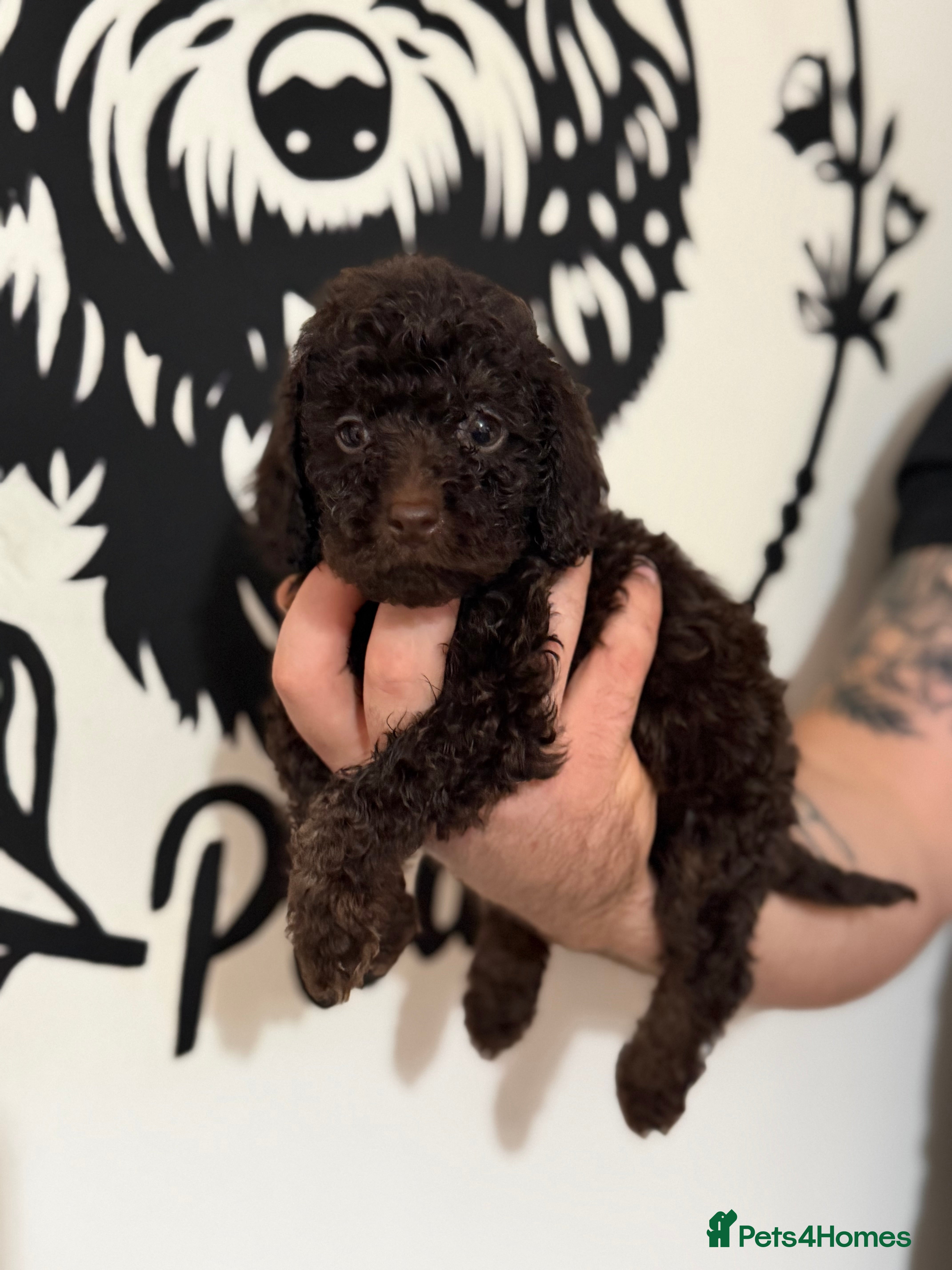 Cockapoo dogs Last Puppy remaining ❤️ f3 cockapoo puppies 🐾 - Advert 18