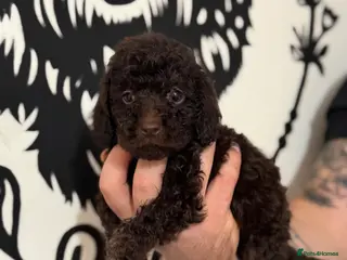 Cockapoo dogs Last Puppy remaining ❤️ f3 cockapoo puppies 🐾 - Advert 18