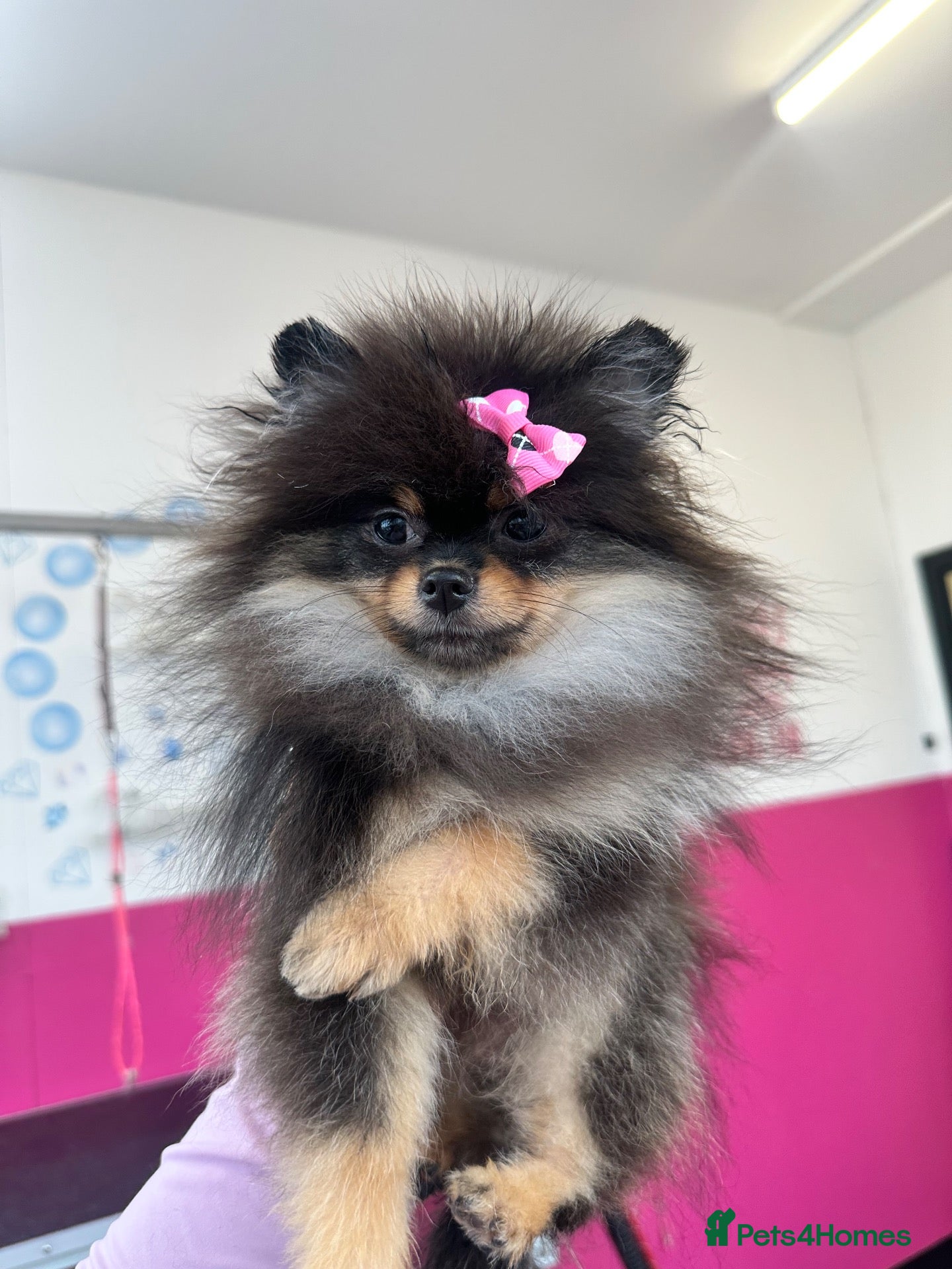 Pomeranian dogs Girl Pomeranians 🖤🤍 - Advert 16