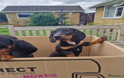 Miniature Dachshund dogs for sale: Quality mini dachshund puppies 💜 - Image 18