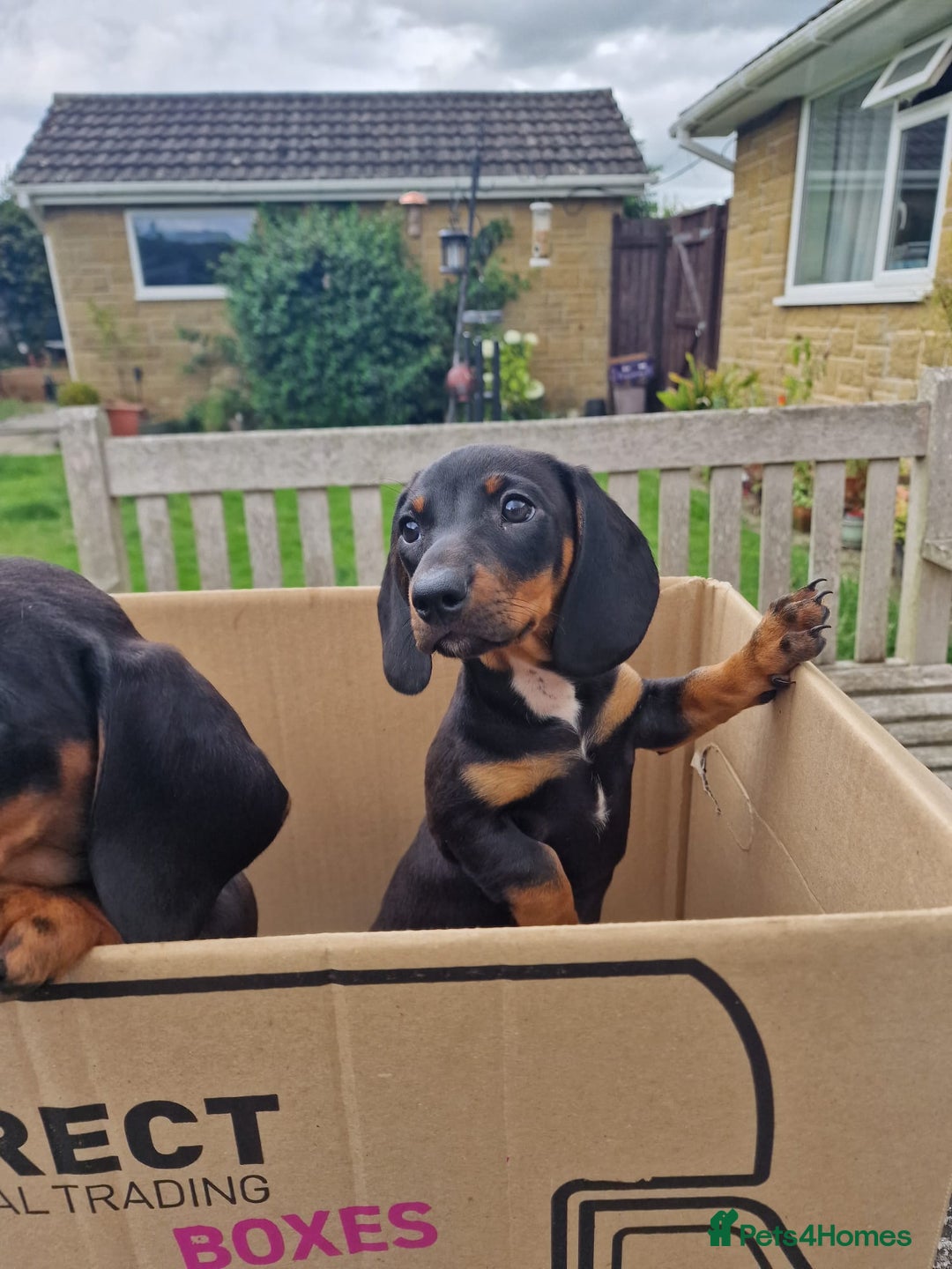 Miniature Dachshund dogs for sale: Quality mini dachshund puppies 💜 - Image 18
