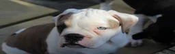 Dorset Olde Tyme Bulldogge dogs for sale: Dorset olde tyme bulldog for sale  in Cowes - Advert 6