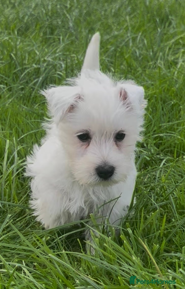 West Highland Terrier dogs West Highland Terrier pups Dad show bloodlines - Advert 6