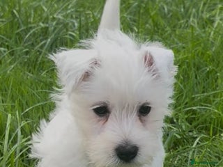 West Highland Terrier dogs - Advert 1