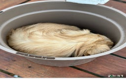 Jackapoo dogs for sale: Three jackapoo puppies - Image 9