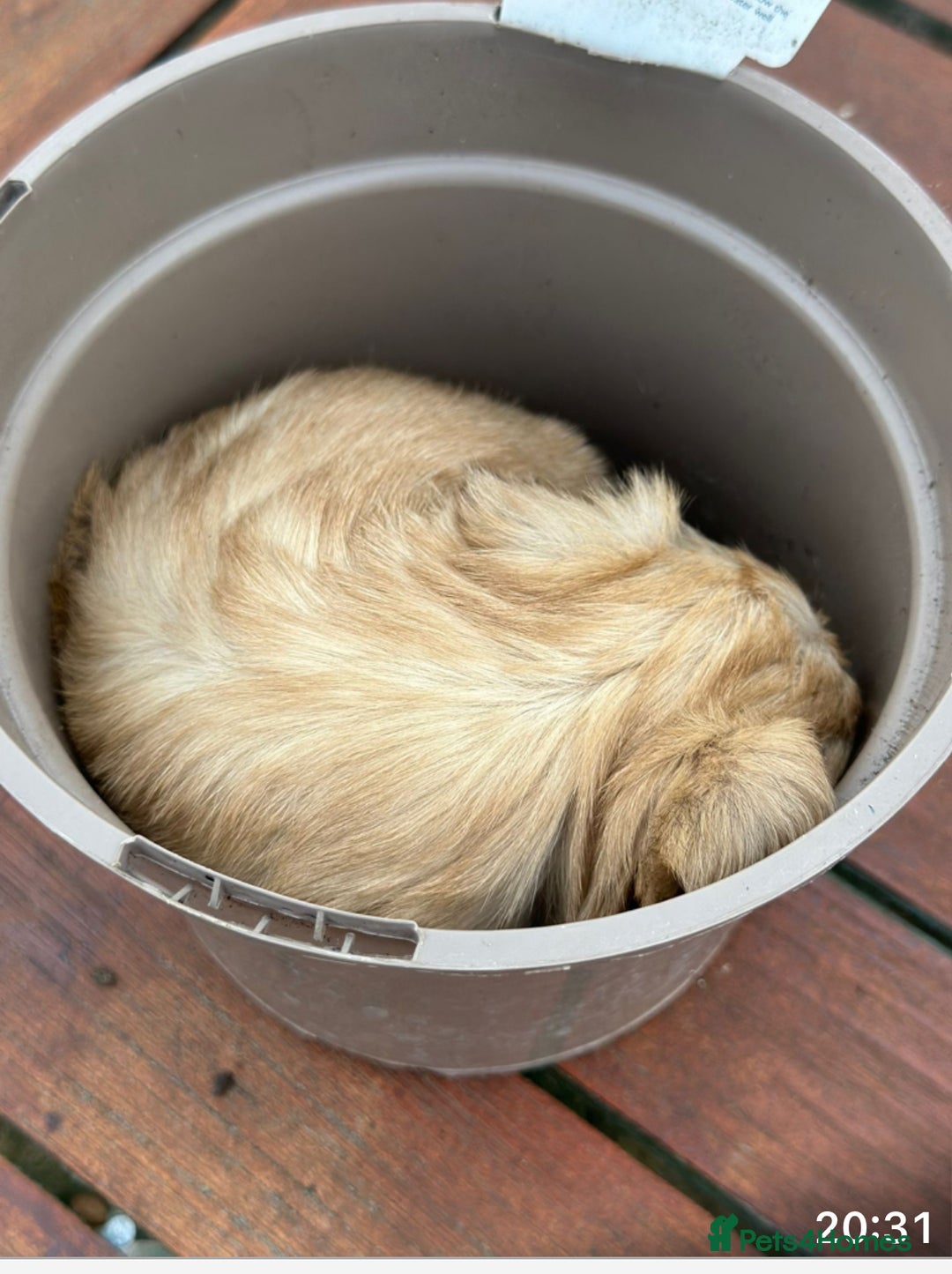 Jackapoo dogs for sale: Three jackapoo puppies - Image 9