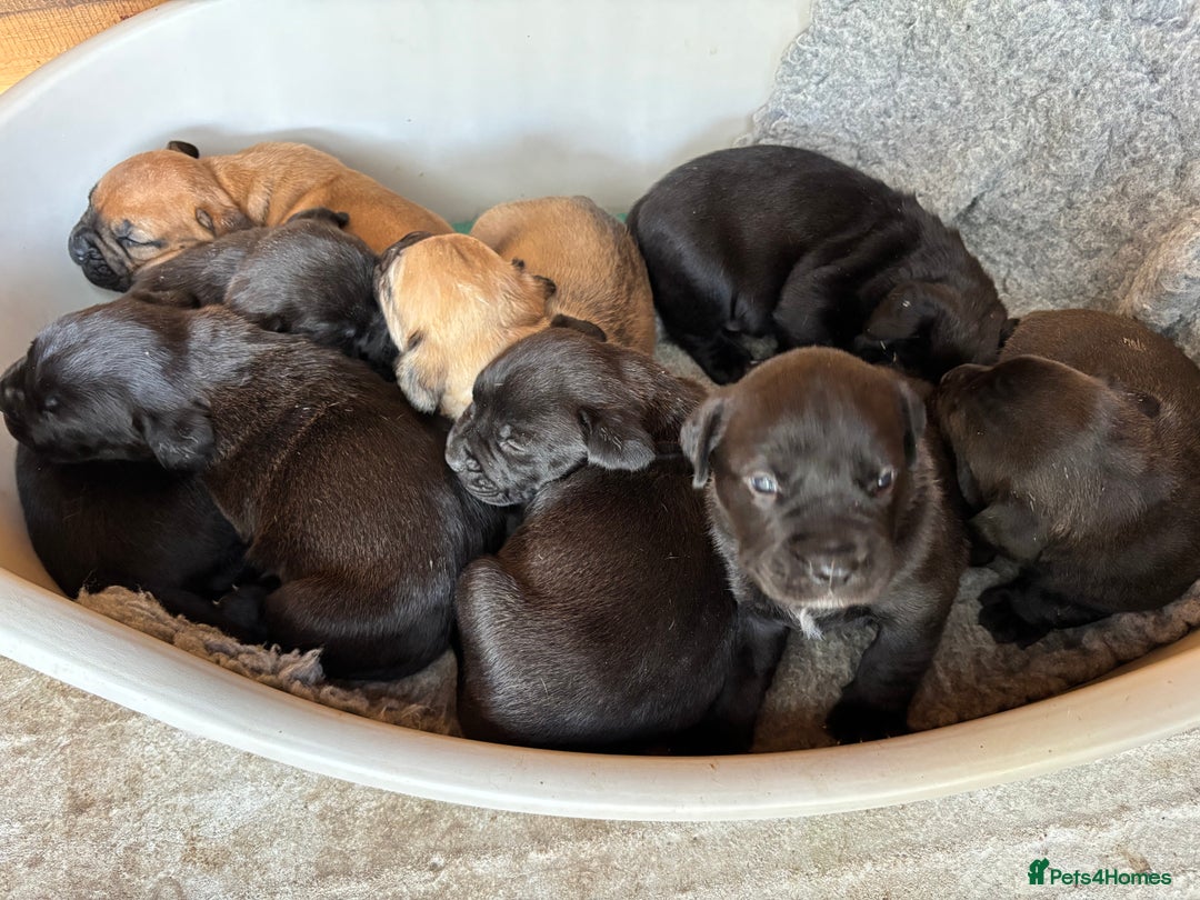 Mixed Breed dogs for sale: Boerboel X Mastiff - Image 3