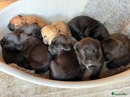 Mixed Breed dogs - Advert 3