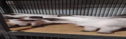 Ragdoll cats for sale: Ragdoll x Siamese kittens - Advert 6