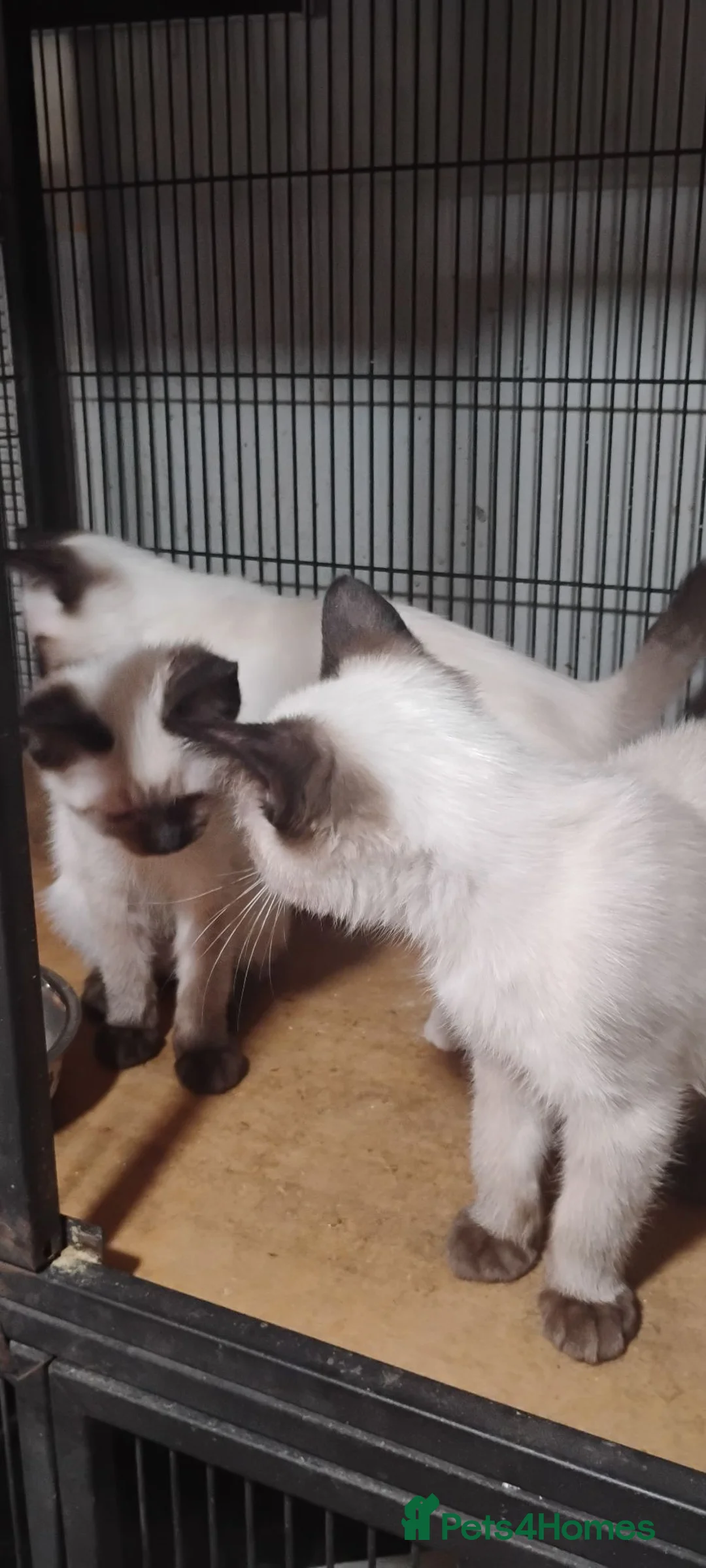 Ragdoll cats for sale: Ragdoll x Siamese kittens - Advert 6