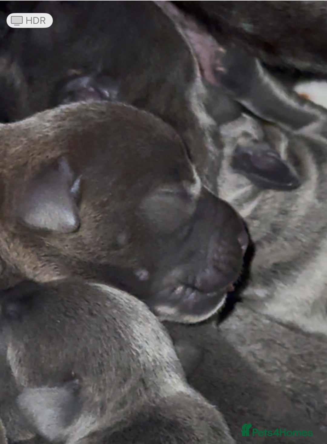 Staffordshire Bull Terrier dogs for sale: KC Blue Staffordshire Bull Terrier Puppies  - Advert 12