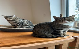 Domestic Shorthair cats for sale: Rehome two cats  - Image 4