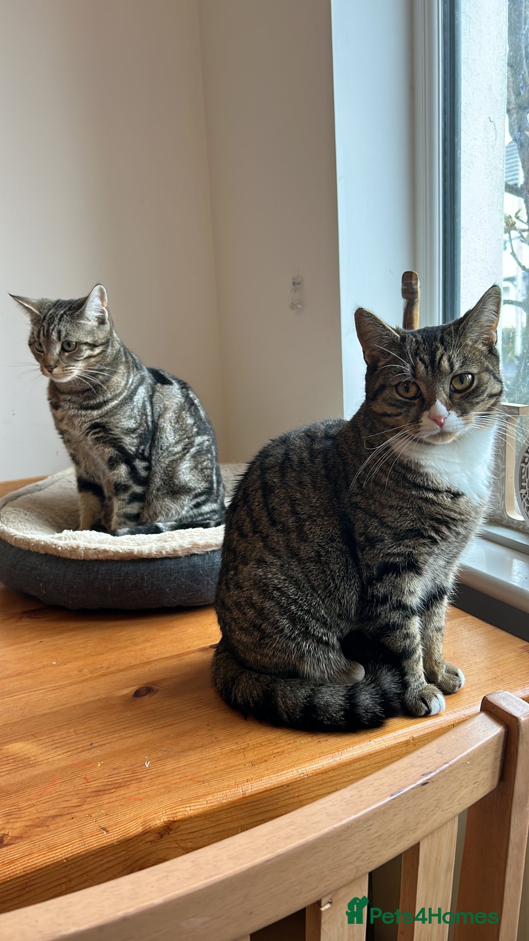 Domestic Shorthair cats for sale: Rehome two cats  - Image 4
