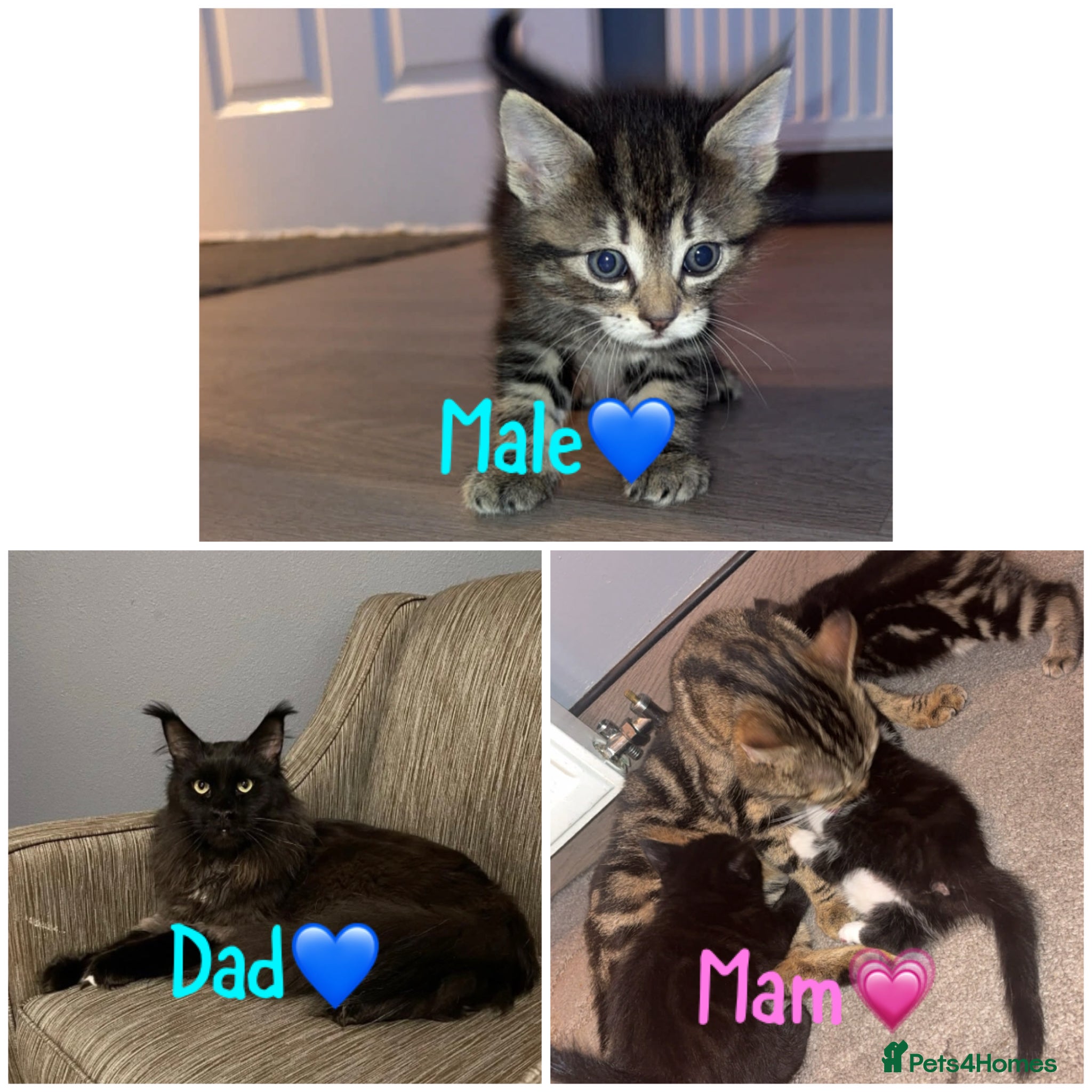 Maine Coon cats Last male Maine coon kitten  - Advert 13