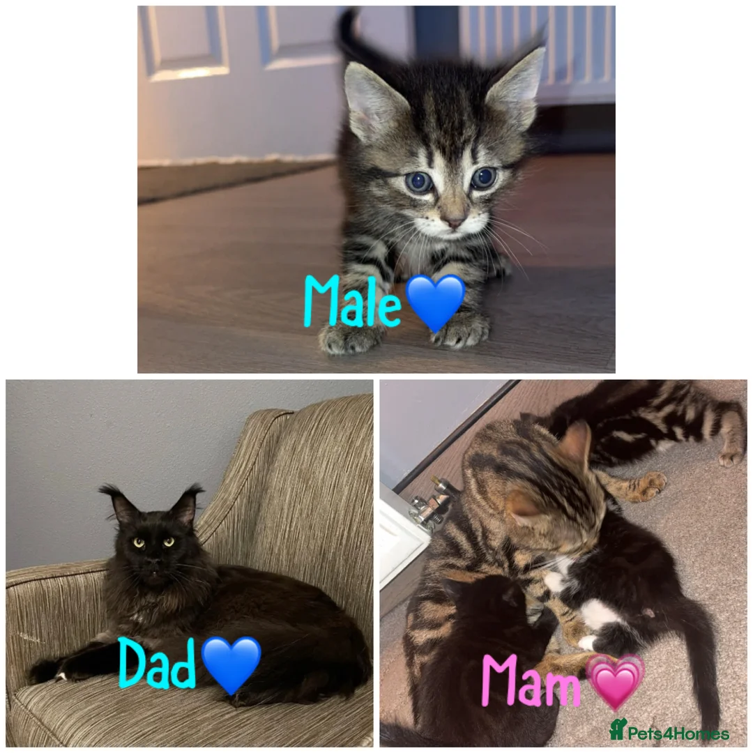 Maine Coon cats for sale: Last male Maine coon kitten  - Advert 1