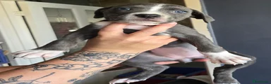 Mixed Breed 5