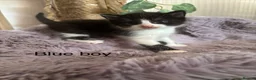 Mixed Breed cats for sale: Fluffy black and white kittens  - Advert 7