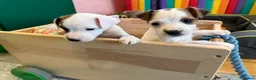 Parson Russell dogs for sale: Parson Russell Terrier - Advert 6
