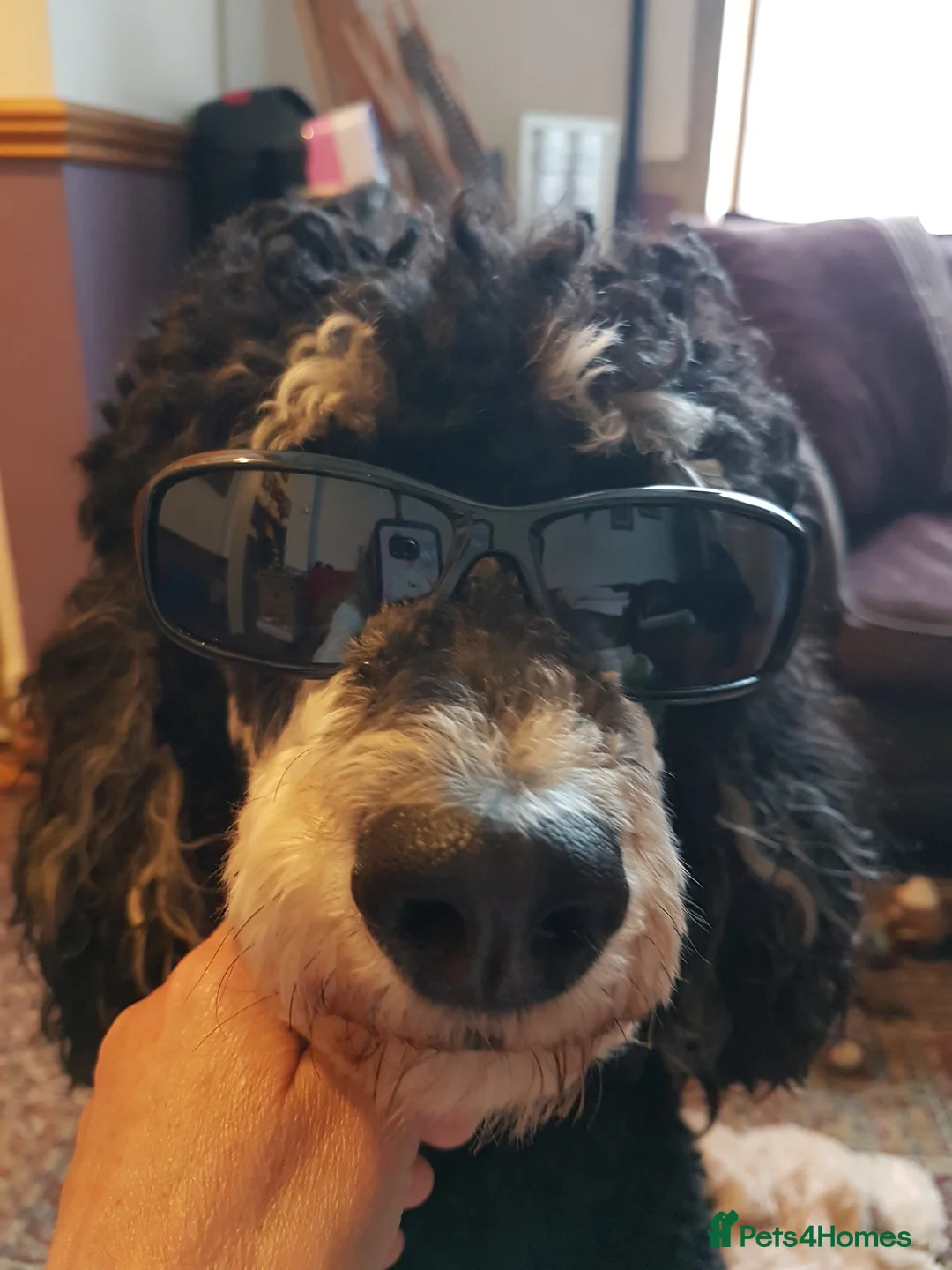 Goldendoodle dogs for sale: Unique goldendoodle puppies  - Advert 11