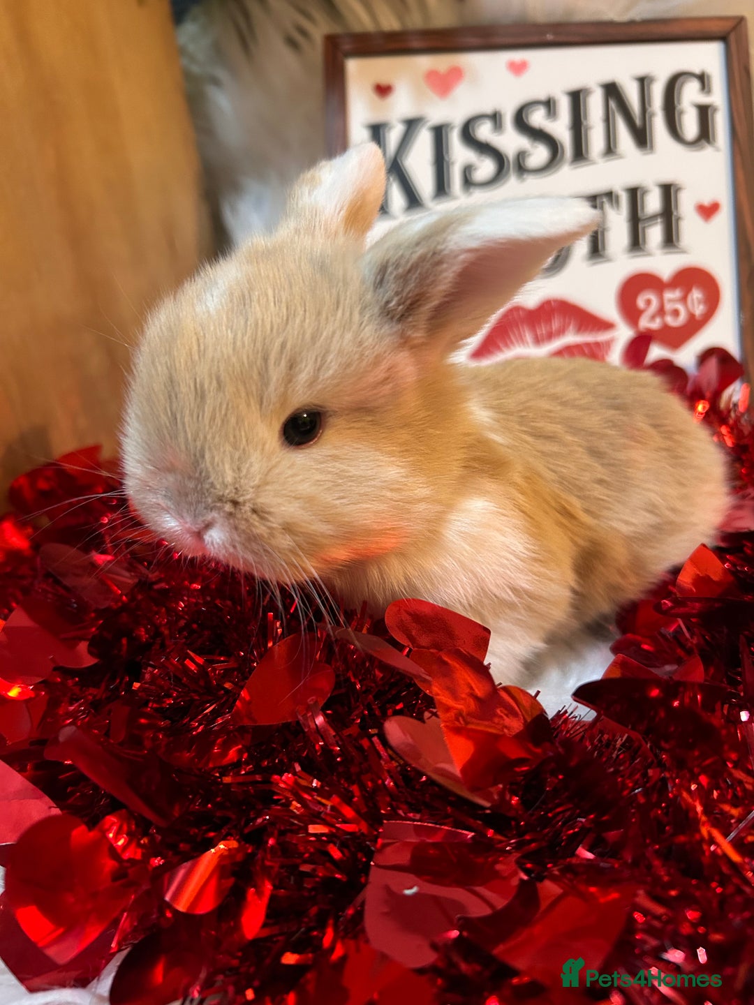 Mini Lop rabbits for sale: 🌼Mini lop Girls 🌼 - Advert 7