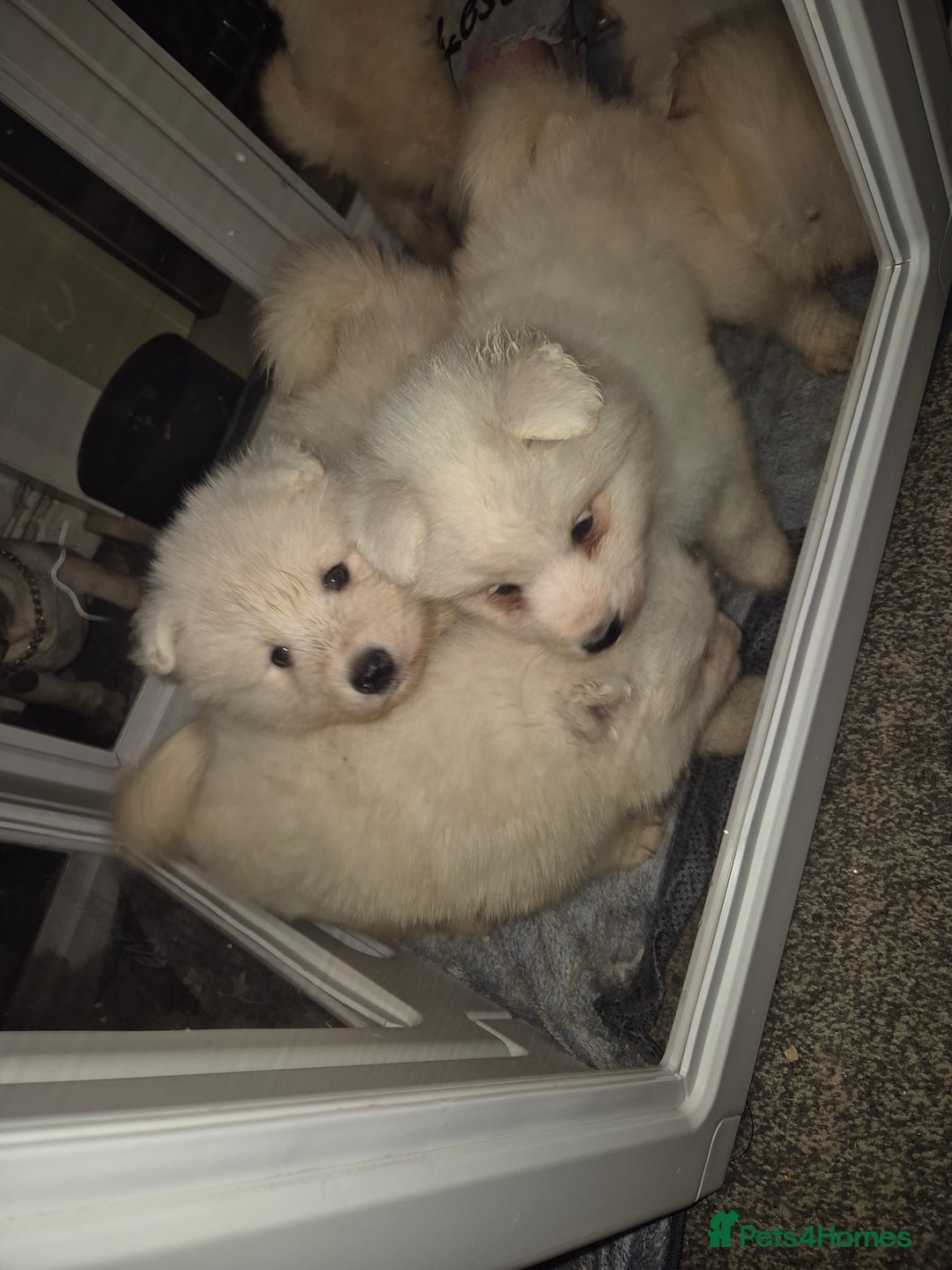 Samoyed dogs for sale: Samoyed puppies - can leave anytime from 23rd  - Advert 12
