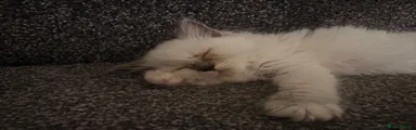 Ragdoll 2