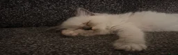 Ragdoll cats for sale: 🐾💙 GORGEOUS RAGDOLL KITTENS  - Advert 11