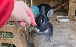 Netherland Dwarf rabbits for sale: Pure Netherland Dwarfs READY TO LEAVE! - Advert 6