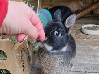 Netherland Dwarf rabbits Pure Netherland Dwarf READY TO LEAVE! - Advert 1