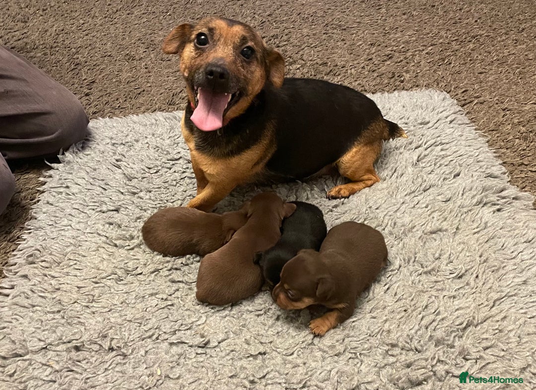 Jack Russell dogs for sale: Beautiful miniature Jack Russell puppies - Advert 2