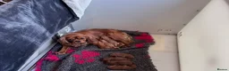 Cavapoo dogs for sale: Deep Red Cavapoo puppies  - Advert 4