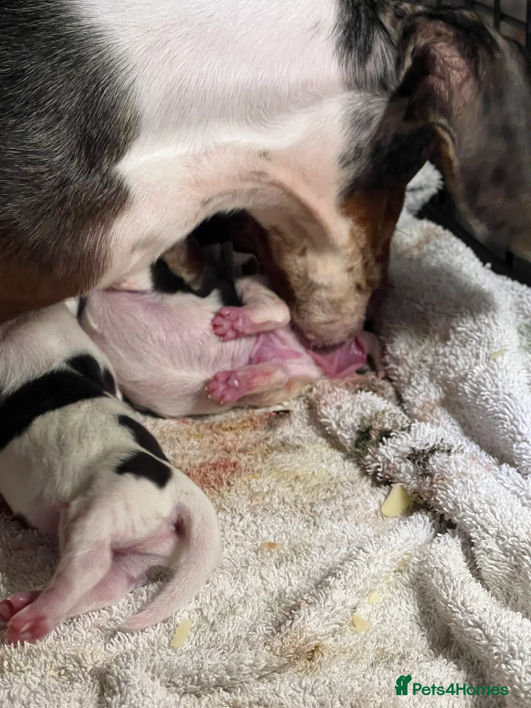 Miniature Dachshund dogs for sale: Miniature dachshunds puppies long and short coats - Advert 12